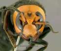 asian_giant_hornet4.jpg