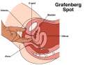 gspot.jpg