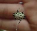 1A crab spider.jpg