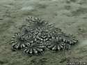 79100-octopus-gif-DudJ.gif