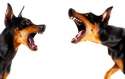 barking dogs.jpg