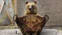 yogi-bear.jpg