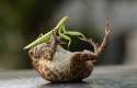 insectBattle.jpg