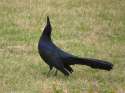 great-tailedgrackle-soggybread-001.jpg