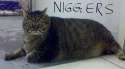 Nigcat.png