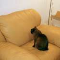 catChair.jpg