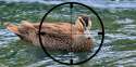 500-duck-shooting.jpg