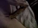 IMG00779-20110919-2221.jpg