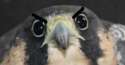 angry falcon.jpg