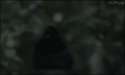 10205206_60_448_269.gif