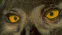 image.gif