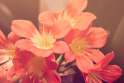 nature-sunny-red-flowers.jpg