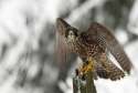 animals-in-nature-part5-winter-season8.jpg