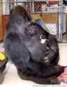 koko.the[1].jpg