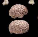 thebrain.jpg