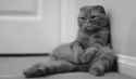 catsad.gif