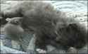 catandrat.gif