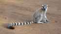 Emergency lemur.jpg