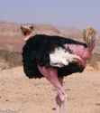 Ostrich-Without-a-Neck--117262.jpg
