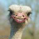 Fuck you I'm an Ostrich1.jpg