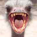 emu6.jpg