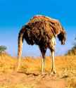 Fuck you I'm an Ostrich7.jpg