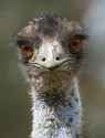 emu9.jpg