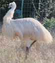 whiteemu.jpg