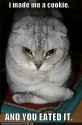 Cat-Madcookie.jpg