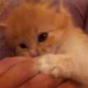 1439680667001.gif