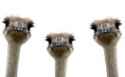 Fuck you I'm an Ostrich36.jpg