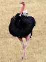 Fuck you I'm an Ostrich56.jpg