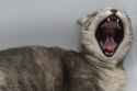 muhkitteh3.jpg