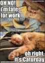 caturday_003642723_2982878406176083790_n.jpg