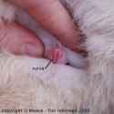 female-rabbit-vulva-picture[1].jpg