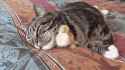 1410631816200.gif