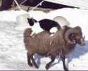 ride da goat.gif