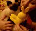 PdpDlVN_zps27893eb1.gif