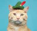 cats-with-hats-shop-02.jpg