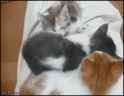 1402760541792.gif