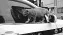 cat0054.gif