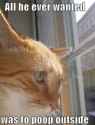 cat-poop.jpg