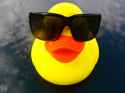 coolduck.jpg