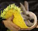 rabbit-taco.jpg