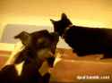 bathcat.gif