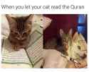 Muslim Cat.jpg