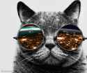 tmp_17695-catGlasses1000025242.gif