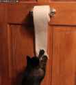 tmp_17695-catToiletPaper-2017651982.gif