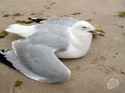 dying-seagull-photo2-l.jpg