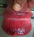 hoof.jpg